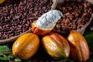 Dia do Cacau: Bahia investe no desenvolvimento sustentvel do cacau, da amndoa ao chocolate